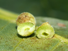 Caryomyia