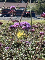 Verbena bonariensis
