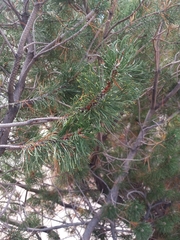 Pinus mugo