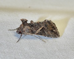 Ctenoplusia oxygramma