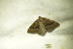 Larentia clavaria