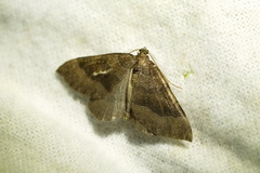 Larentia clavaria