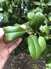Ilex opaca