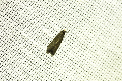 Eccopisa effractella