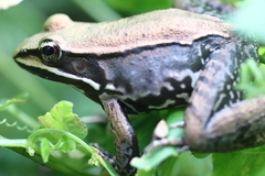 Lithobates maculatus