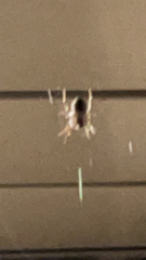 Larinioides sclopetarius