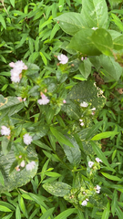 Elephantopus carolinianus