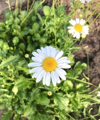 Leucanthemum