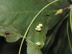 Caryomyia