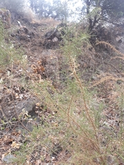 Ulex