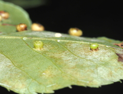 Caryomyia melicrustum