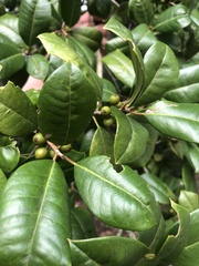 Ilex opaca