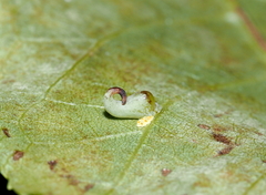 Caryomyia recurvata