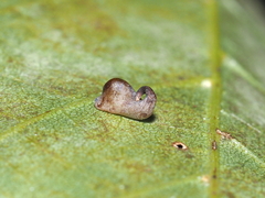 Caryomyia recurvata