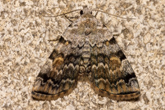 Idia americalis