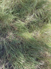 Pseudoroegneria spicata