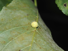 Caryomyia