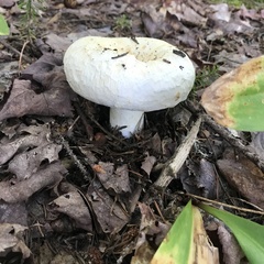 Lactarius pubescens
