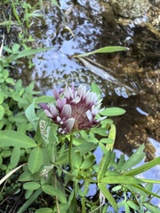 Trifolium wormskioldii