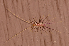 Scutigera coleoptrata