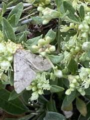 Macariini