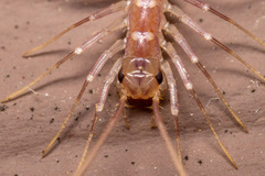 Scutigera coleoptrata