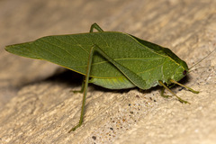 Microcentrum rhombifolium