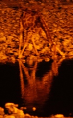 Giraffa camelopardalis angolensis