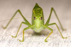 Microcentrum rhombifolium