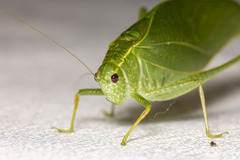 Microcentrum rhombifolium