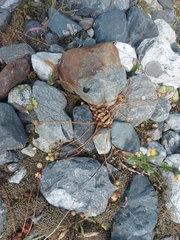 Sempervivum caucasicum