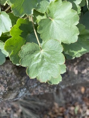 Heuchera parvifolia