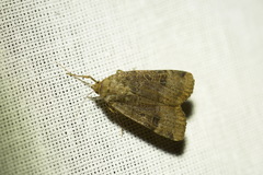Noctua interposita