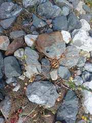 Sempervivum caucasicum