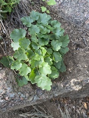 Heuchera parvifolia
