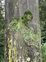 Punctelia caseana