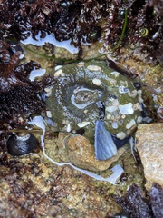 Anthopleura