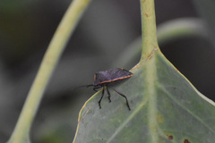 Chlorochroa