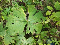Aconitum septentrionale