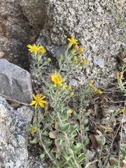 Heterotheca hirsutissima