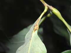 Andricus quercuspetiolicola