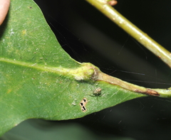 Andricus quercuspetiolicola