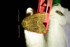Noctuidae