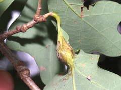 Andricus quercuspetiolicola