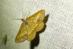 Isturgia arenacearia