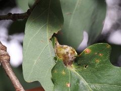 Andricus quercuspetiolicola