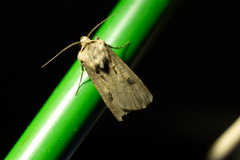 Agrotis