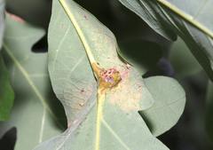 Andricus quercuspetiolicola