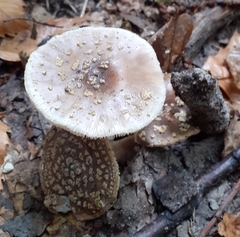 Amanita excelsa