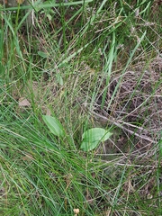 Alisma